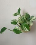 pothos variegado