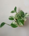 pothos variegado