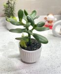planta de jade-2