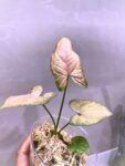 syngonium pink 2
