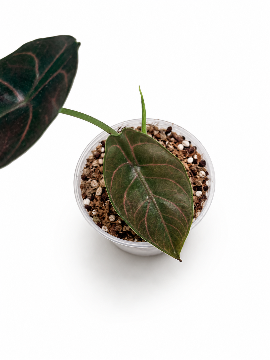 Alocasia Azlanii-2