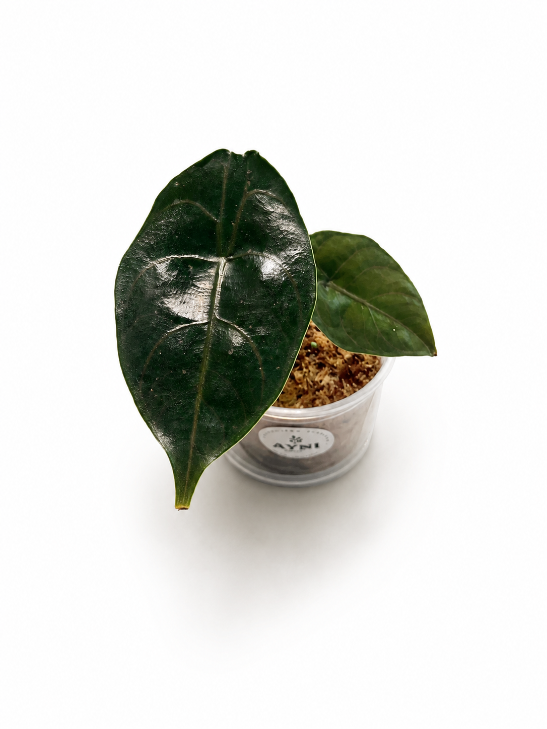 Alocasia Azlanii-3