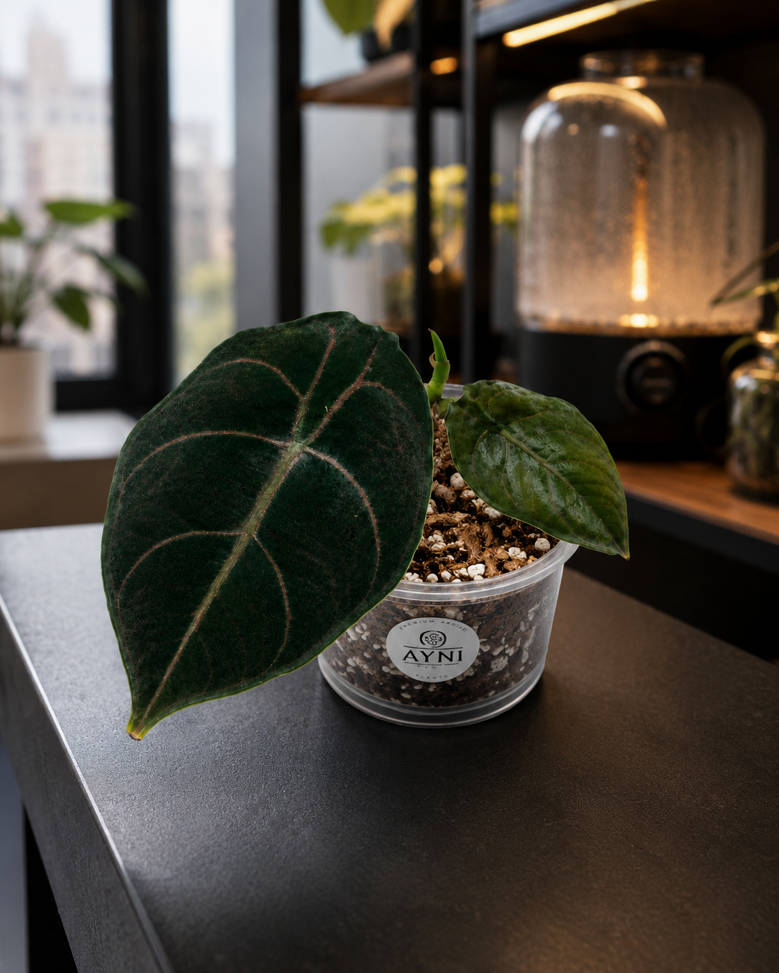 Alocasia Azlanii-4