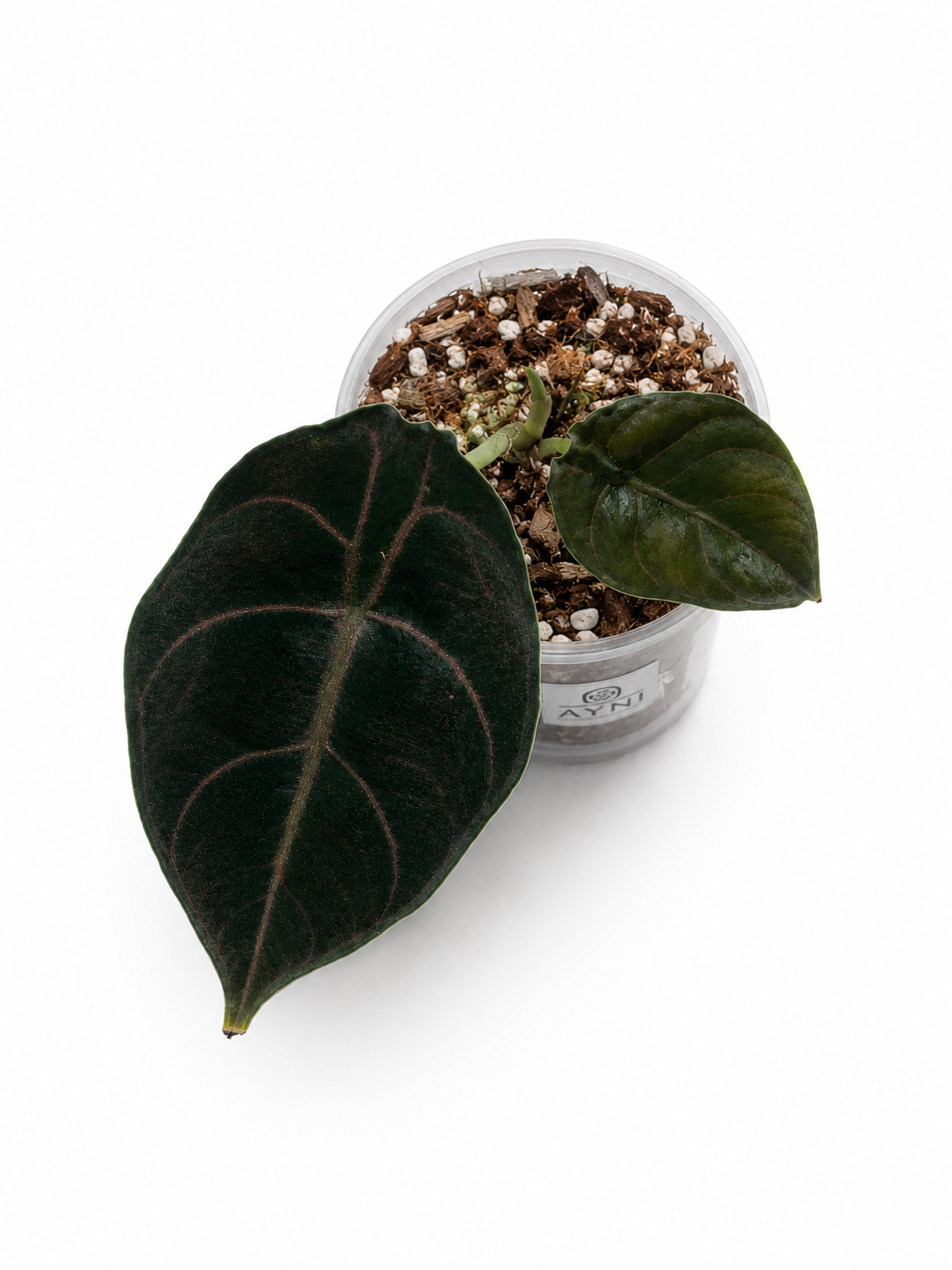 Alocasia Azlanii