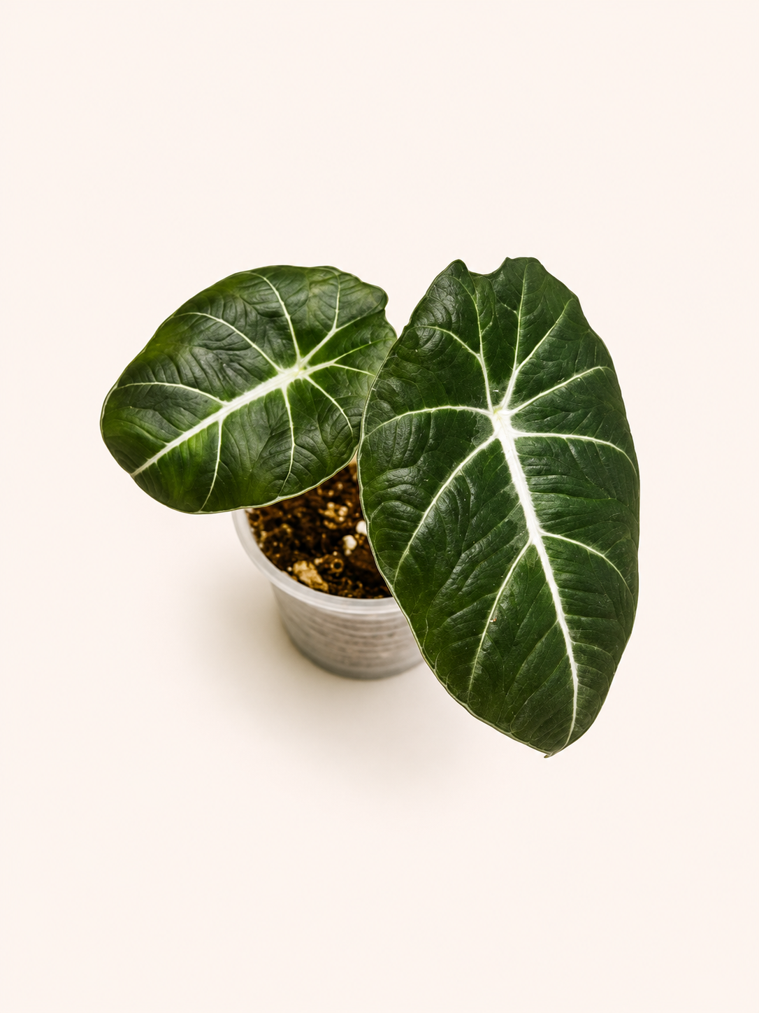 Alocasia Black Veltvet-2