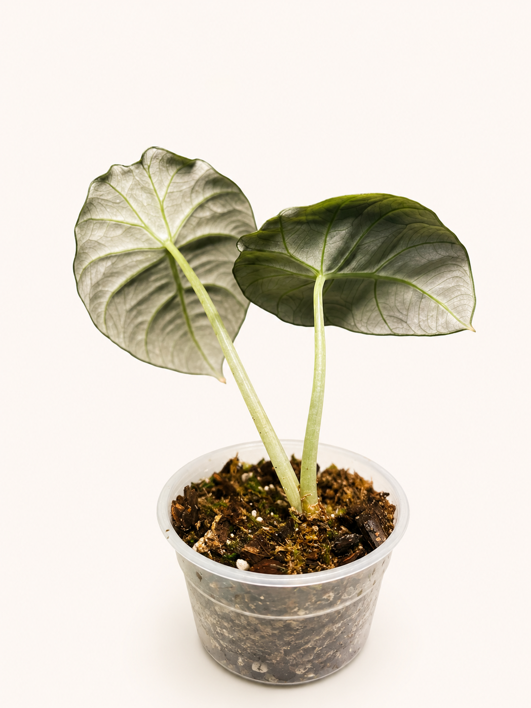 Alocasia Black Veltvet-3