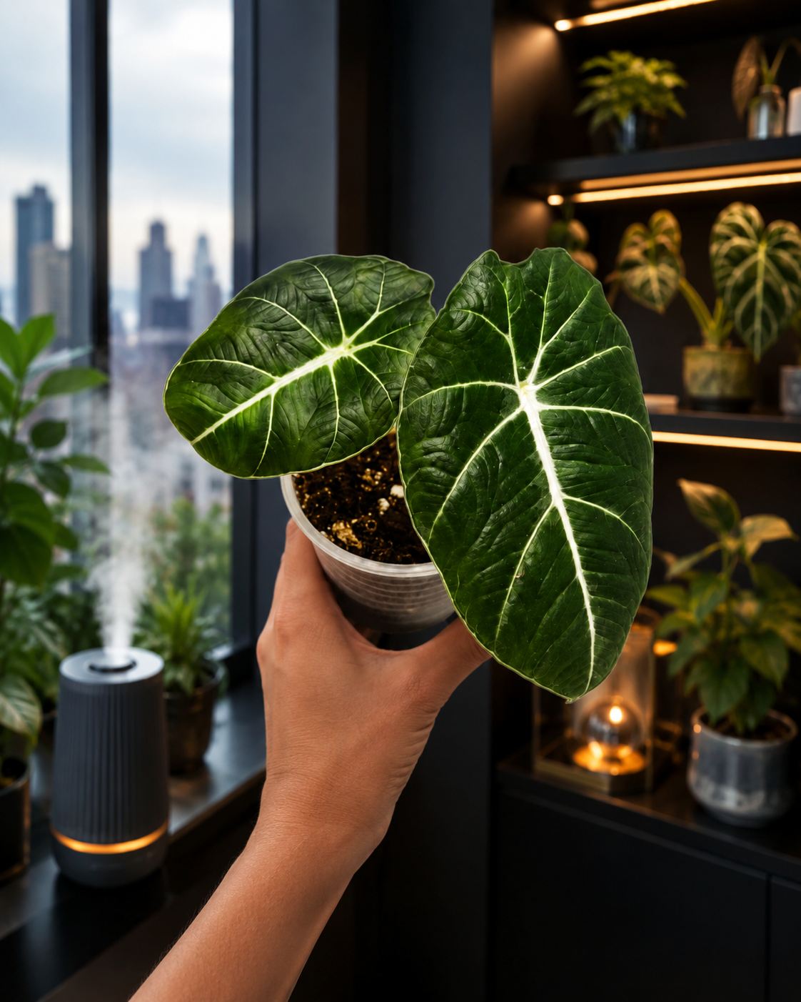 Alocasia Black Veltvet-4