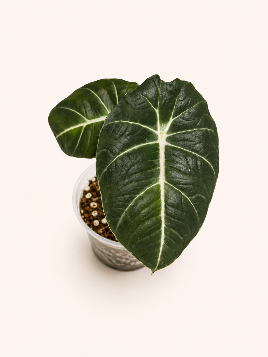 Alocasia Black Veltvet