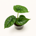 Alocasia Dragon Scale-4