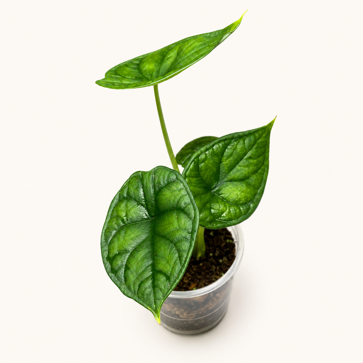 Alocasia Dragon Scale-3