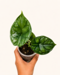 Alocasia Dragon Scale-4