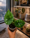 Alocasia Dragon Scale-4