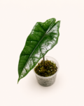 Alocasia Heterophylla-2