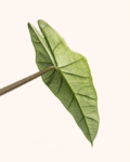Alocasia Heterophylla-2