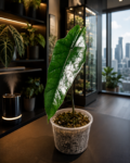 Alocasia Heterophylla-2