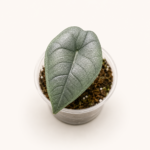 Alocasia Melo