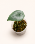 Alocasia Melo