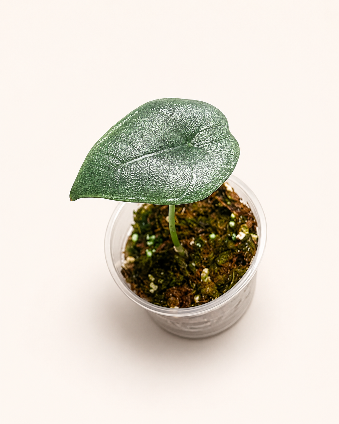 Alocasia Melo-3