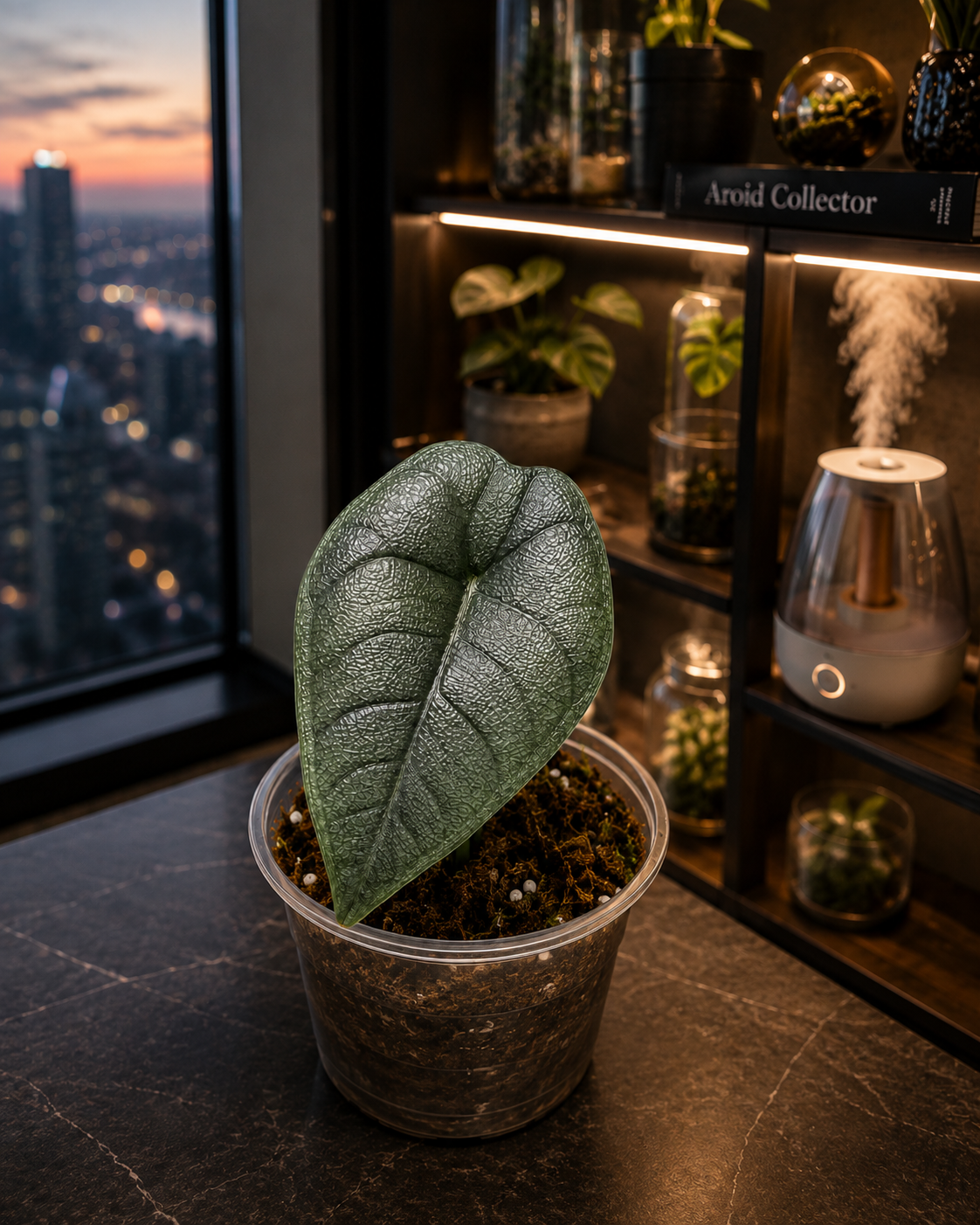 Alocasia Melo-4