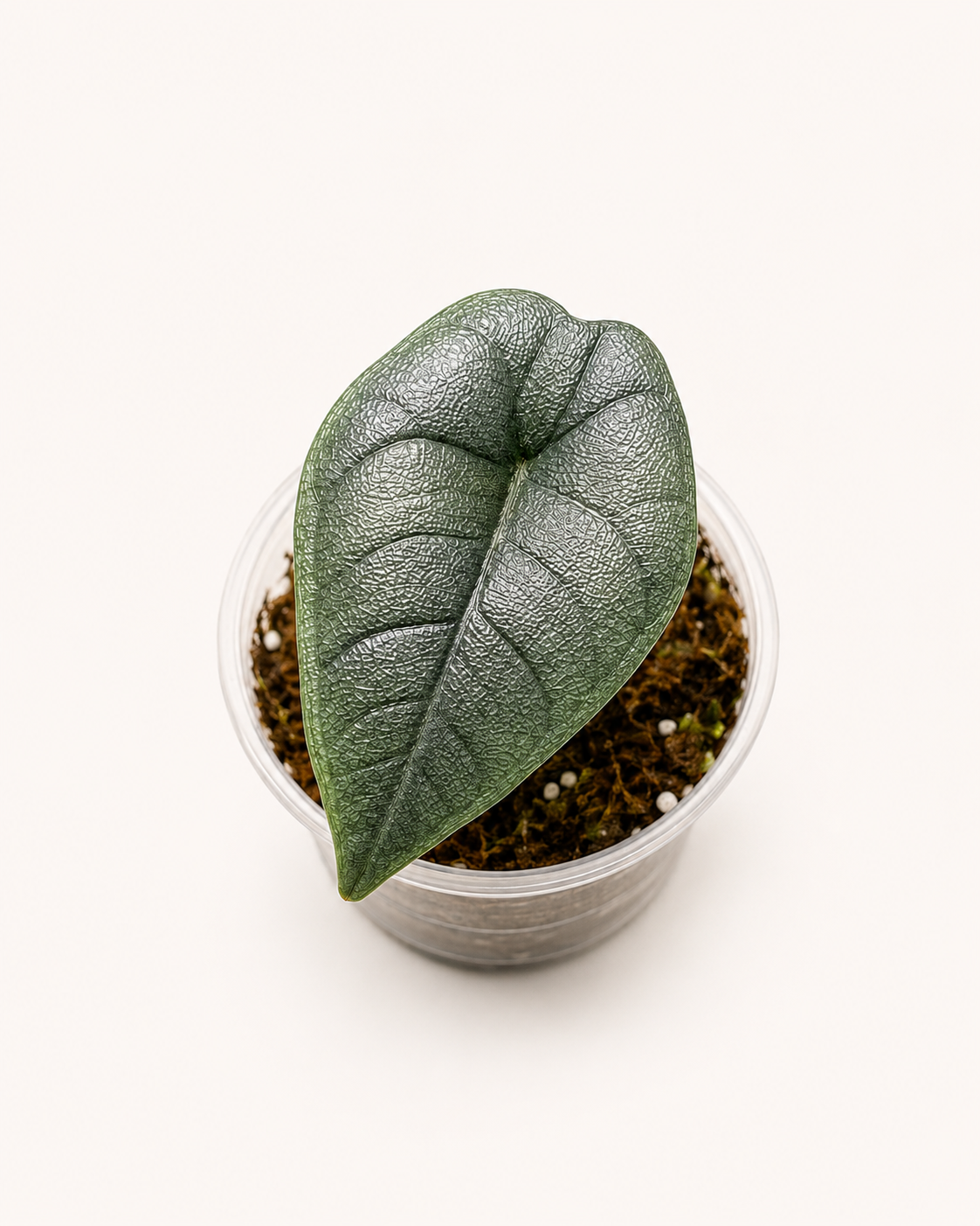 Alocasia Melo