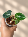 Alocasia ninja bb (2)