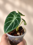 Alocasia ninja bb (2)