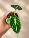 Alocasia ninja bb (2)