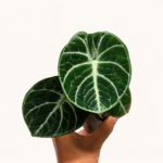 alocasia ninja_3