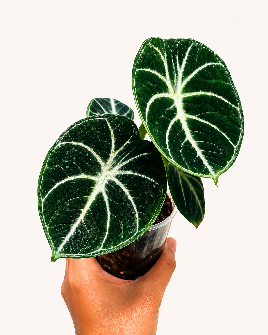 alocasia ninja_3