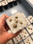 lithops