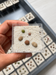 lithops