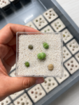 lithops