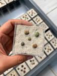 lithops
