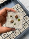 lithops