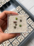 lithops