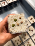 lithops