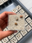 lithops