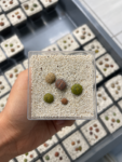 lithops