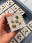 lithops
