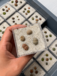 lithops