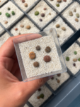 lithops