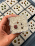 lithops
