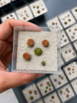 lithops
