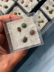 lithops