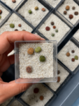 lithops