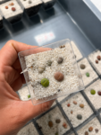 lithops