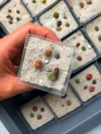 lithops
