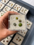 lithops