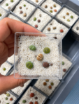 lithops