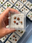 lithops